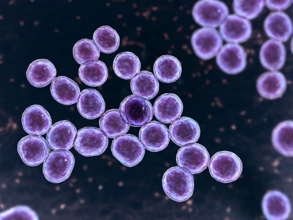 Microscopic view of spherical purple bacteria or viruses clustered together, set against a dark blue background with small light particles scattered throughout.