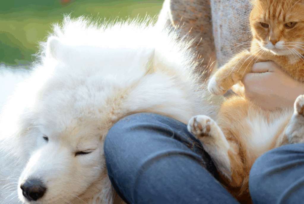 A photo showing a dog and a cat